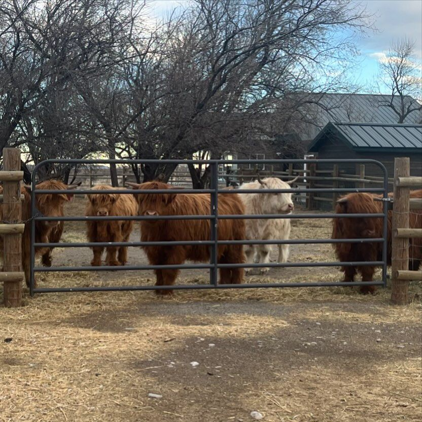 micro miniature cows for sale