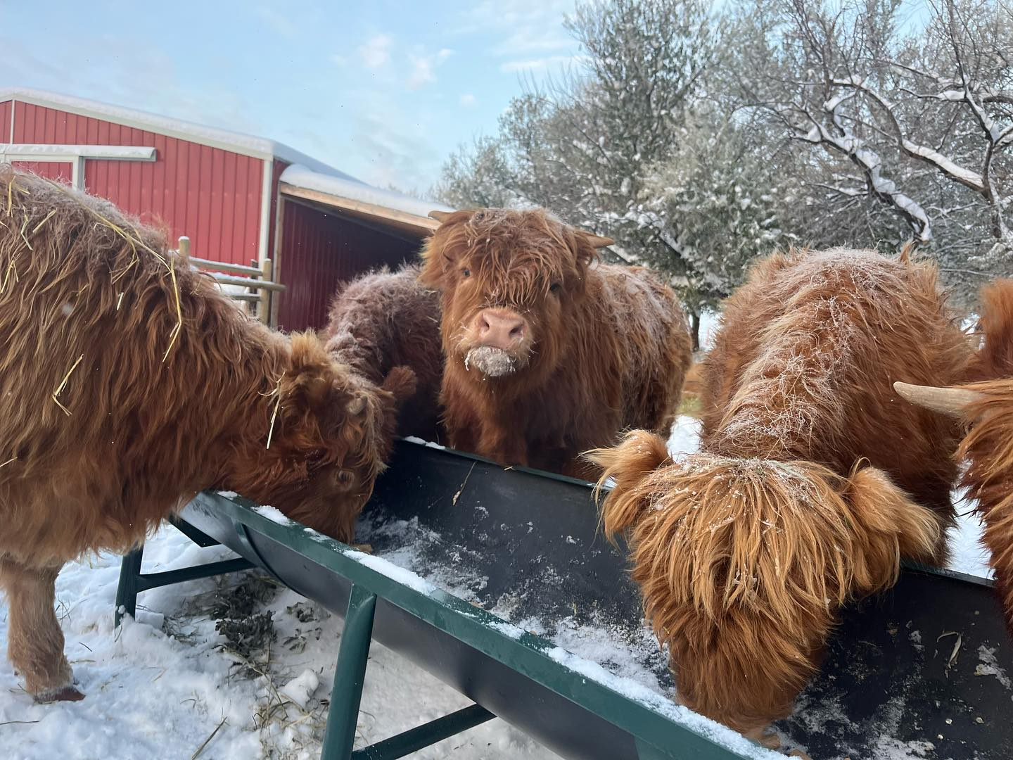 highland mini cows for sale