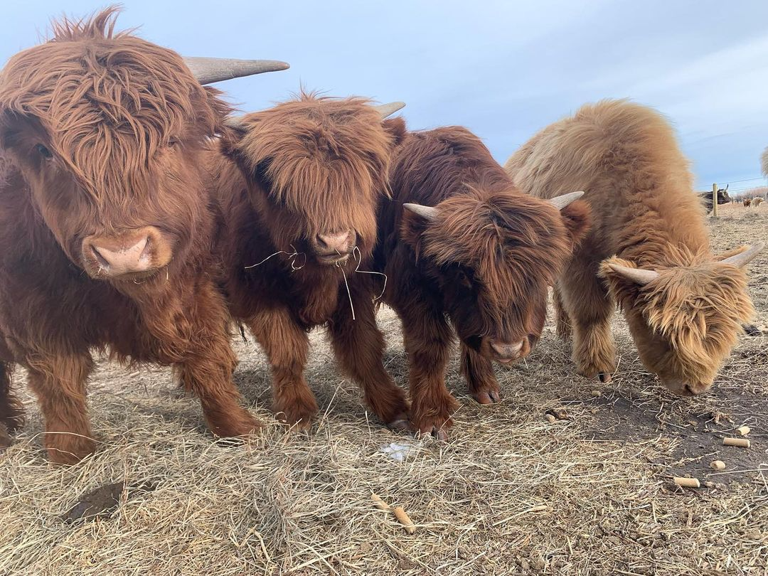 miniature jersey cows