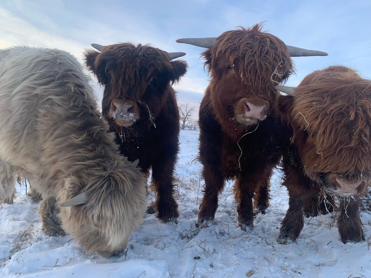 miniature highland
