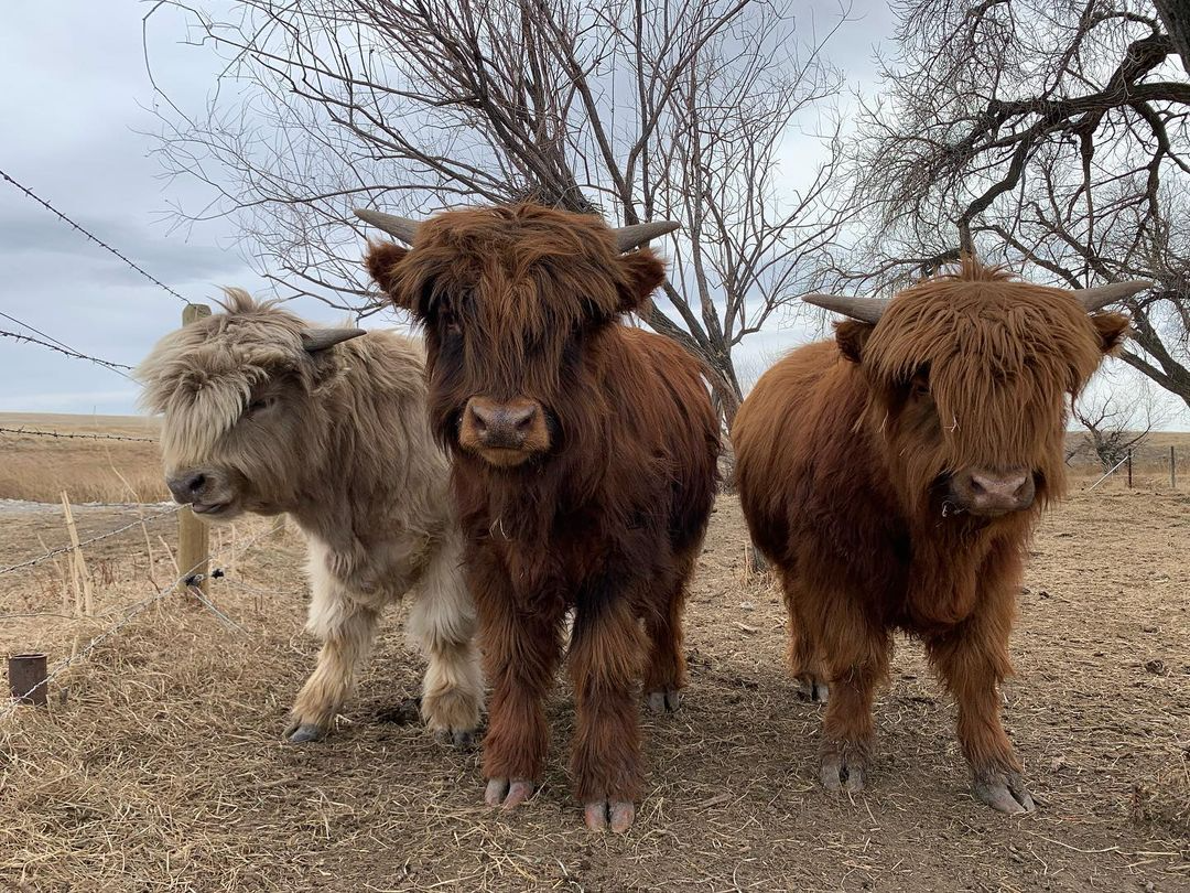 miniature cattle for sale