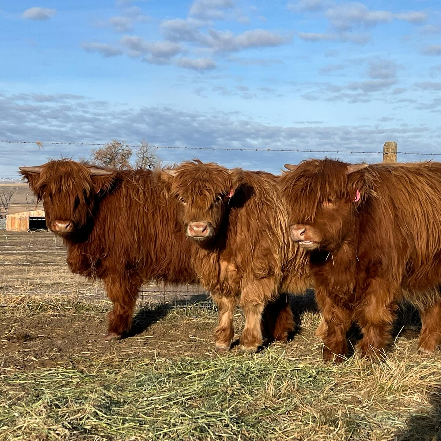 mini cow for sale