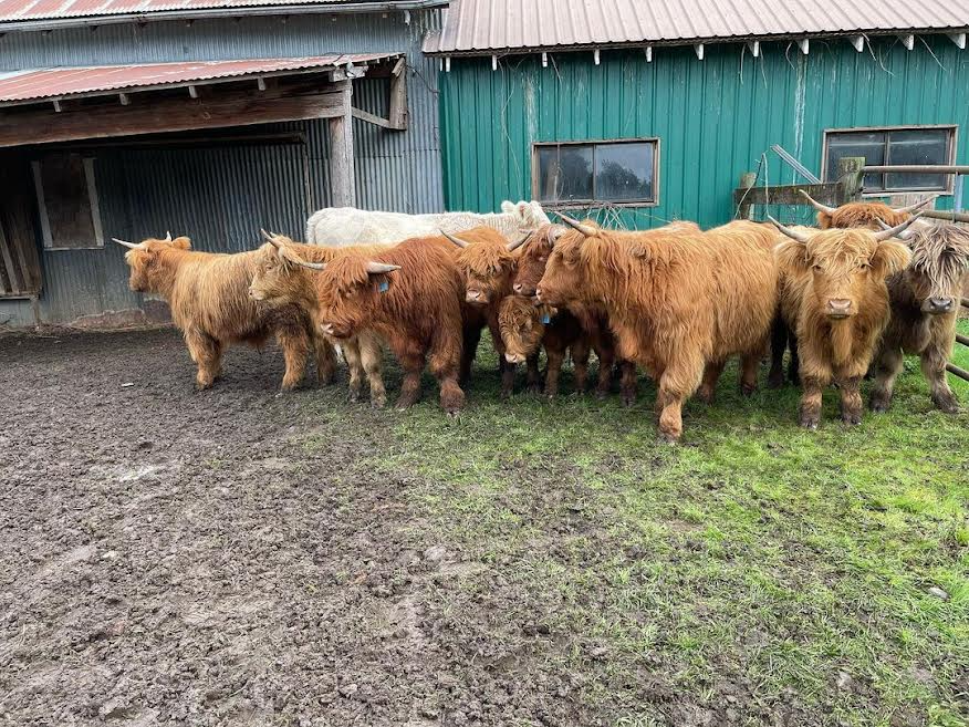 miniature cattle breeds