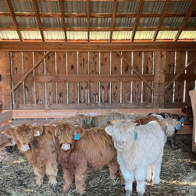 highland cattle lifespan