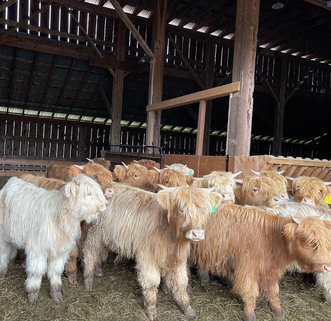 mini highland cattle