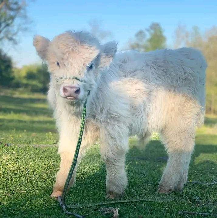 Miniature cow buy or mini moos for sale