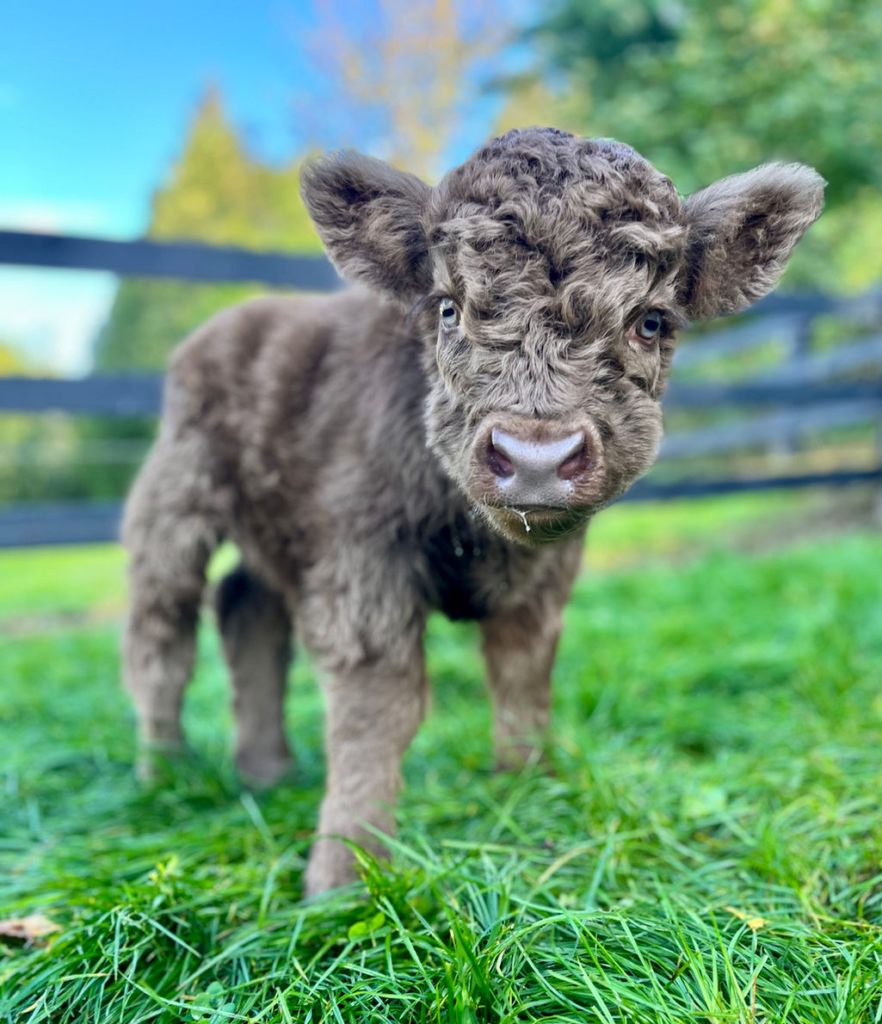 mini highland cow for sale