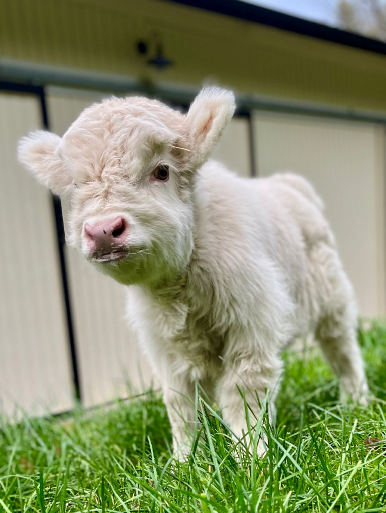 baby highland cow for sale