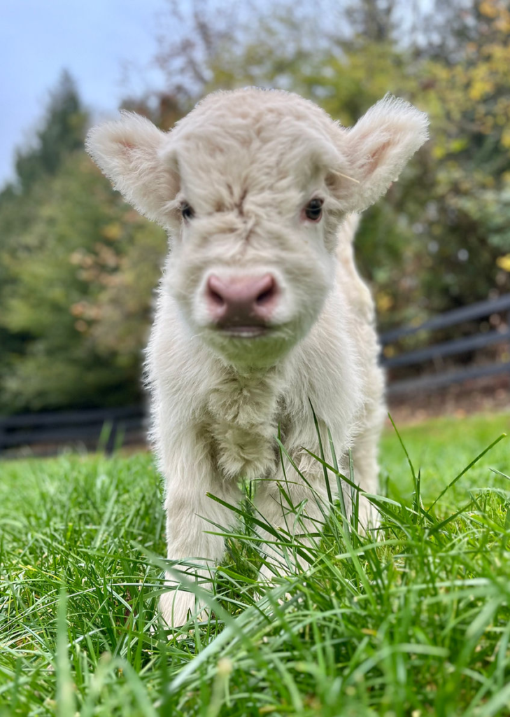 Miniature Cow Buy