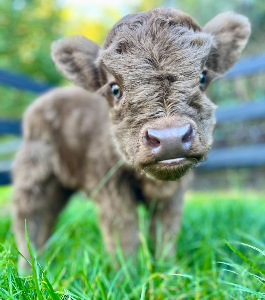 Mini Highland Calf for Sale
