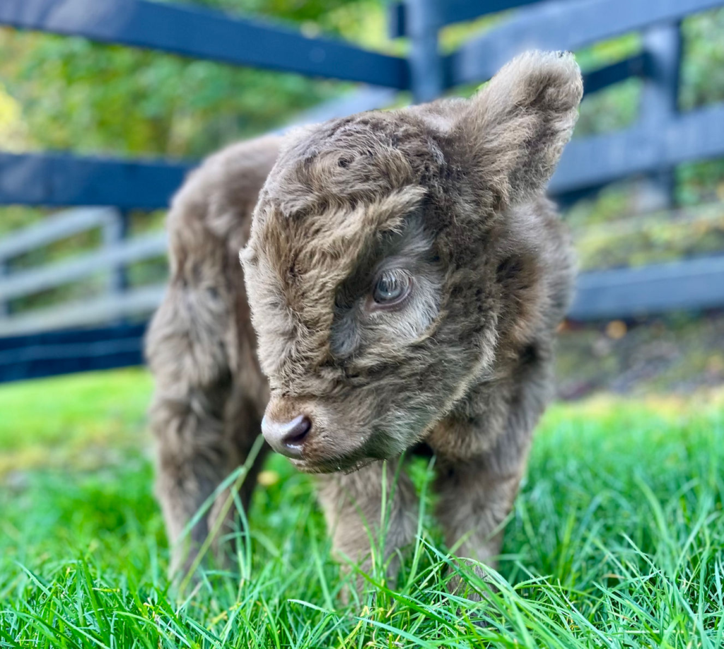 Miniature Heifer for Sale