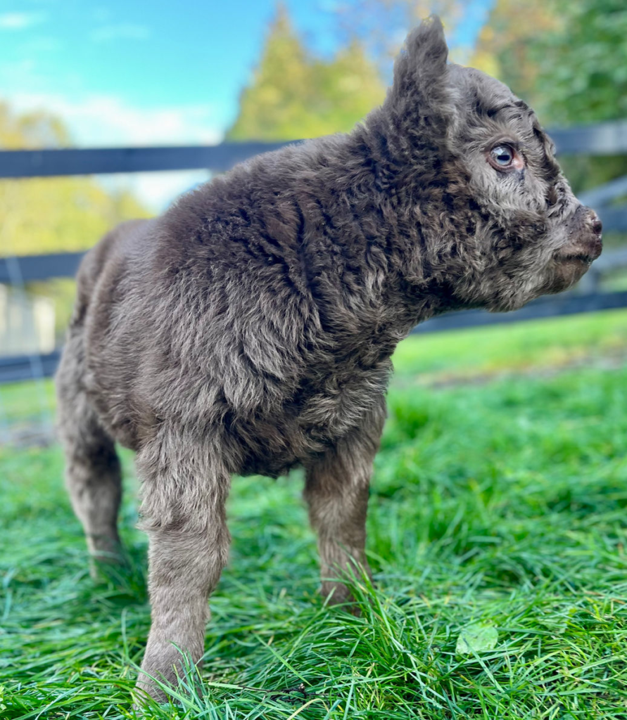 Where to find mini highland cows for sale?
