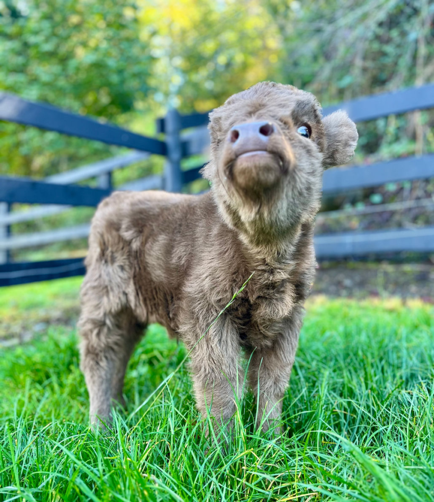 Where to Buy a Pet Cow