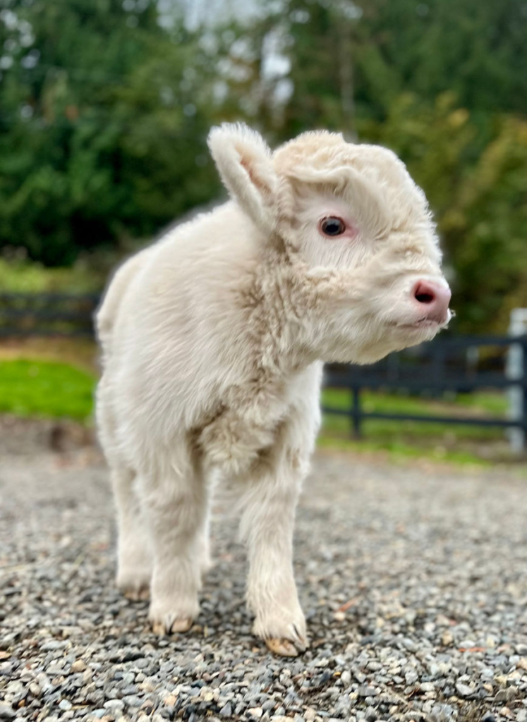 Mini Jersey Cow For Sale