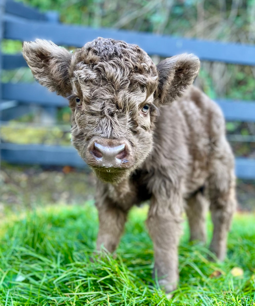 Mini Cows for Sale in North Carolina