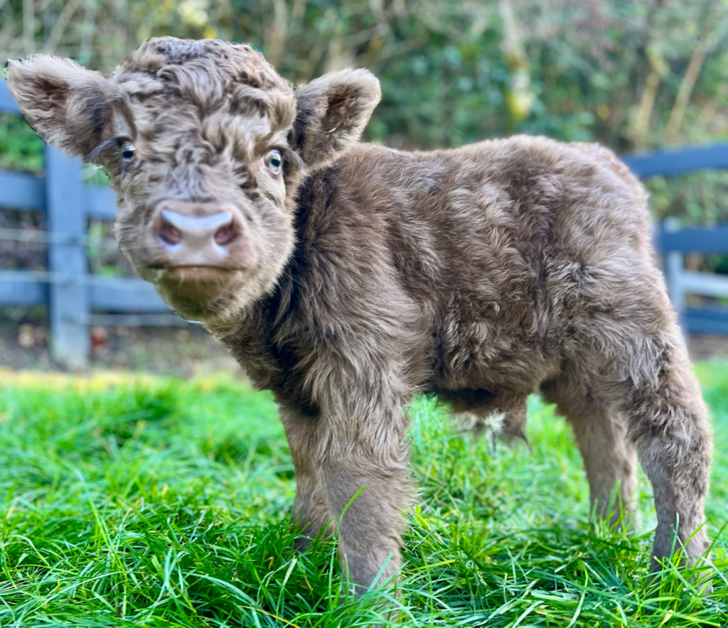mini highland cow for sale