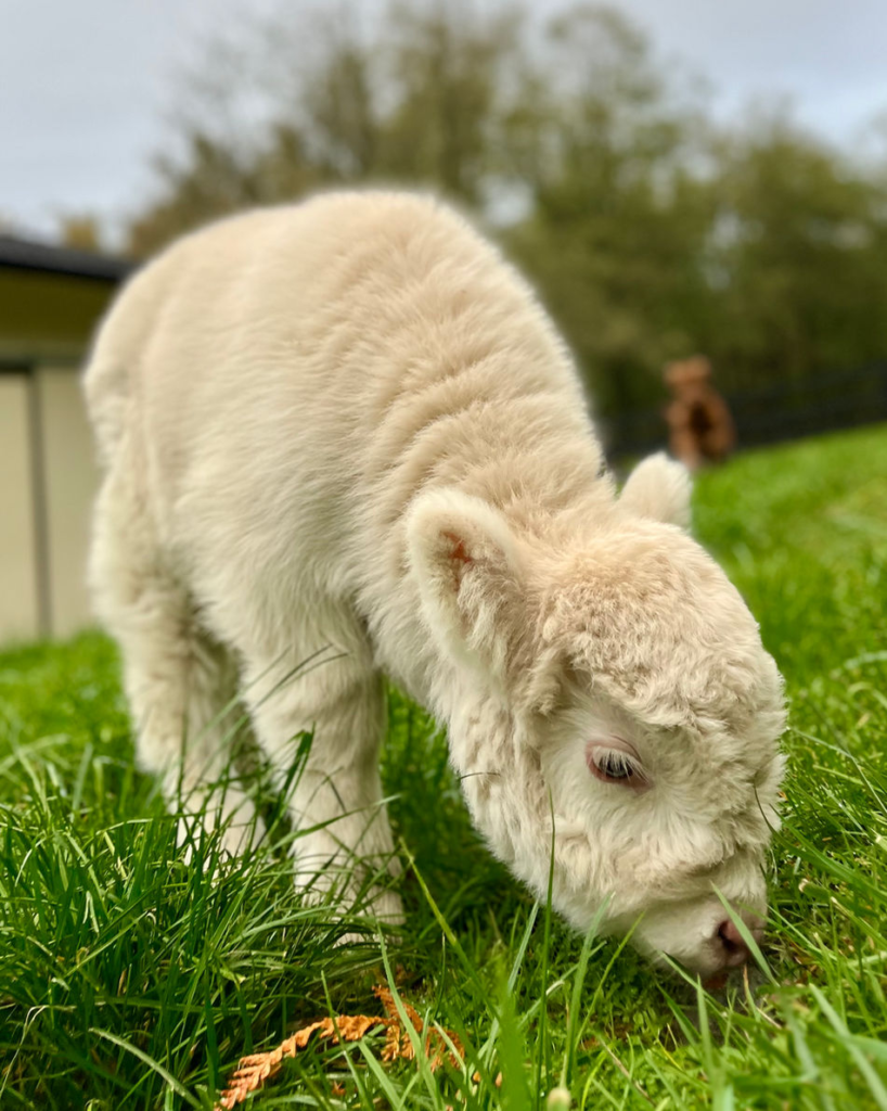 Mini Moos for Sale