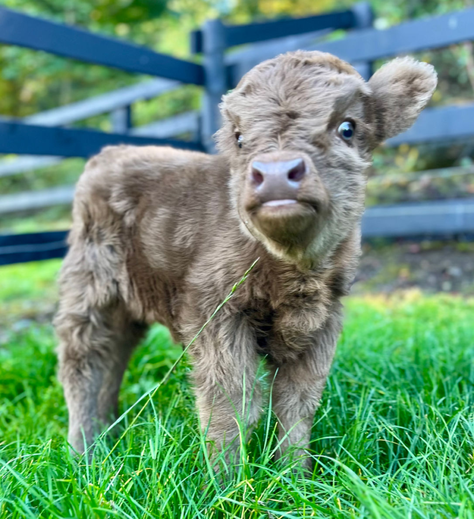 Where Can I Buy a Mini Highland Cow?