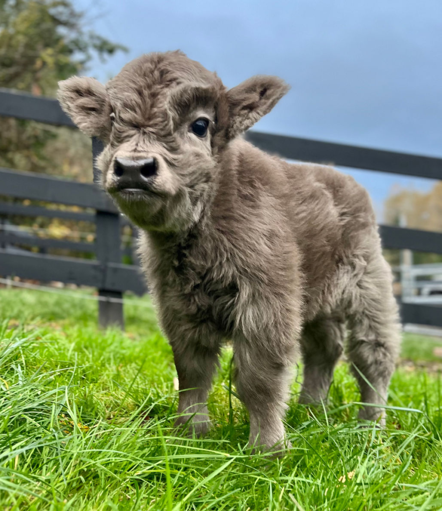 highland mini cow