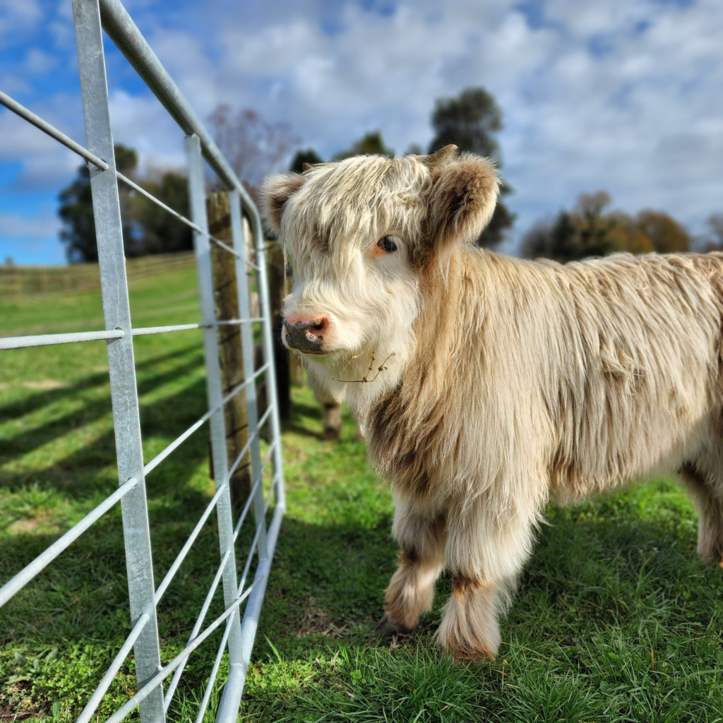 How to breed mini highland cows