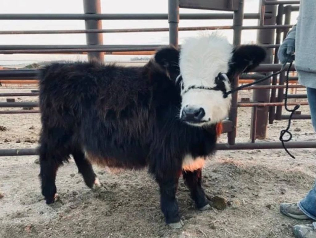 Mini cow breeding