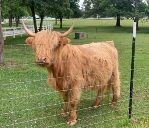 Mini Cow Size - highland mini cow