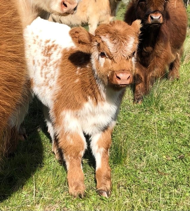Are mini cows good for families