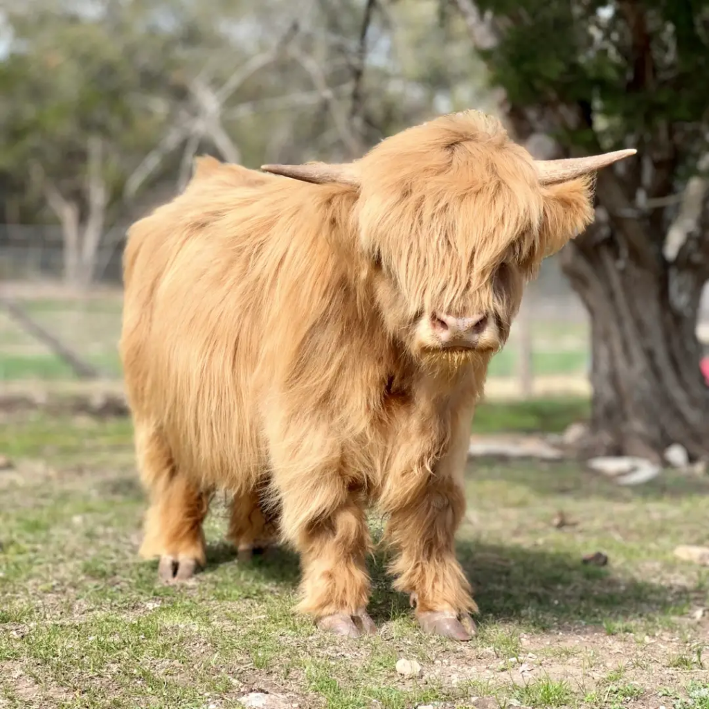 Highland cows for sale