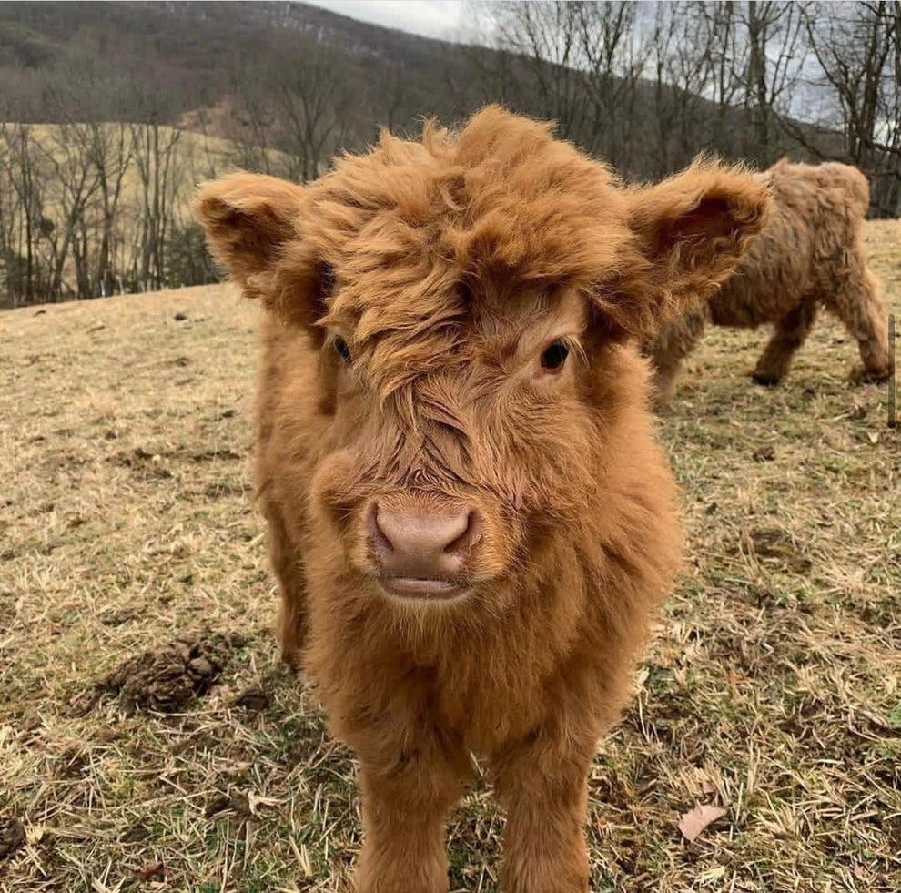 How Much Are Mini Cows