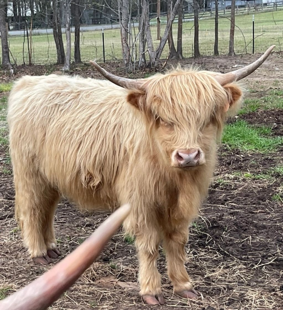What Are Mini Highland Cows?
