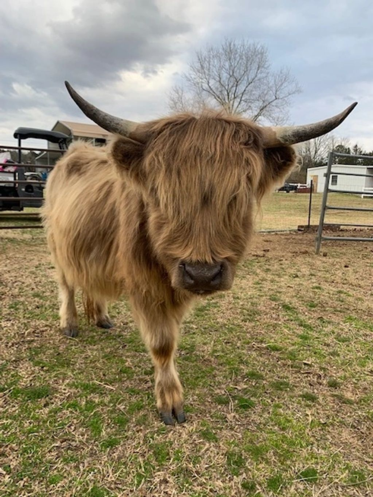 Mini Cow Lifespan