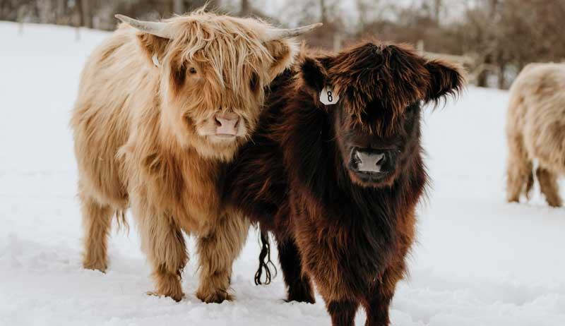 How to Care for Mini Cows