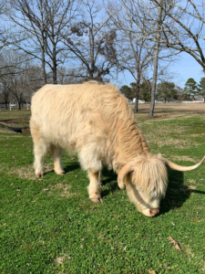 Mini Cow Size - highland mini cow