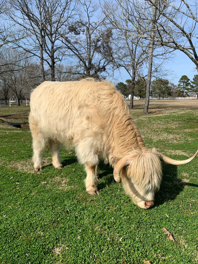 Size of mini highland cows