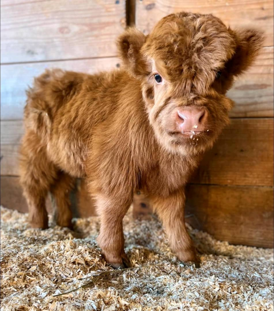 Mini Highland Cow Temperament