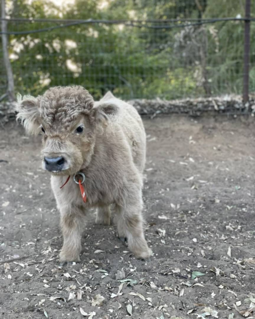 Mini Cow Uses