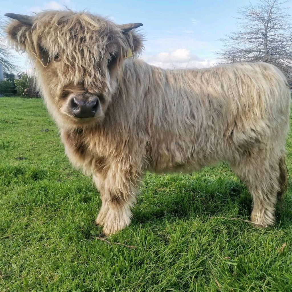 Mini Cow Temperament