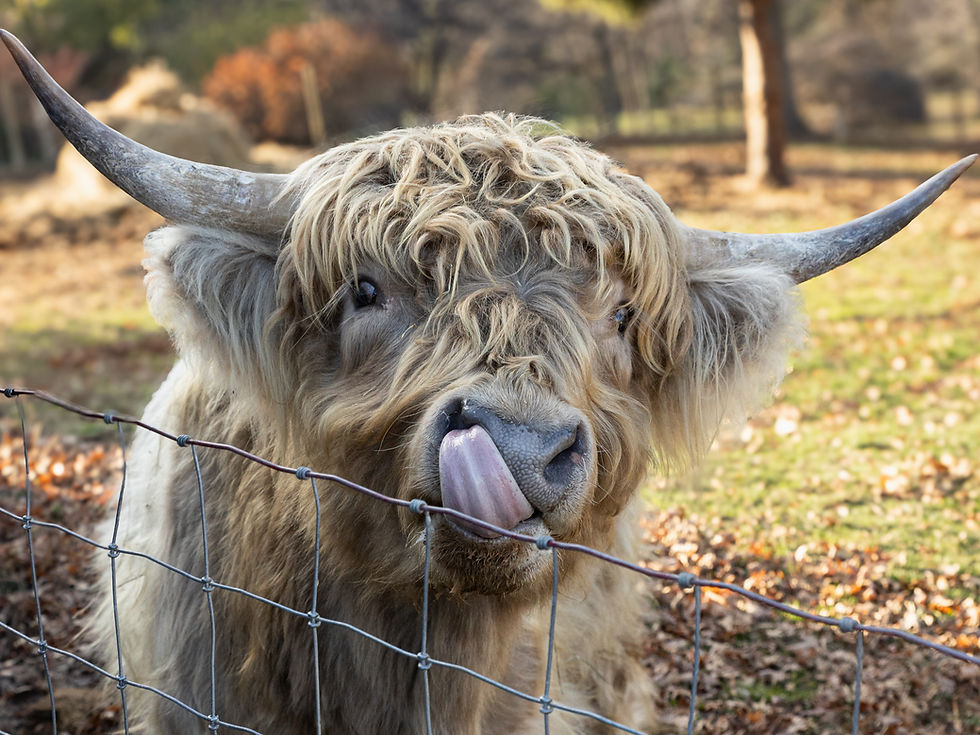 Mini Cow Breeding