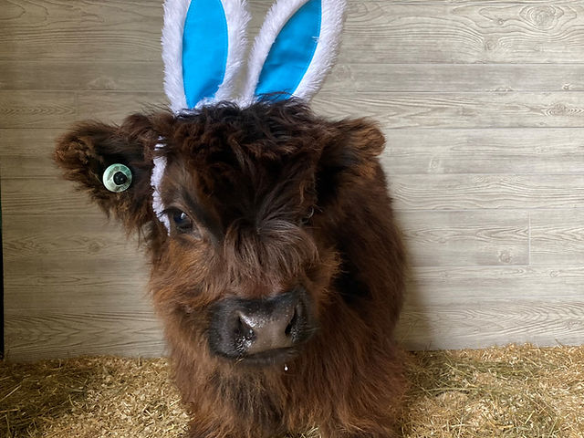 Miniature Highland Cattle Info