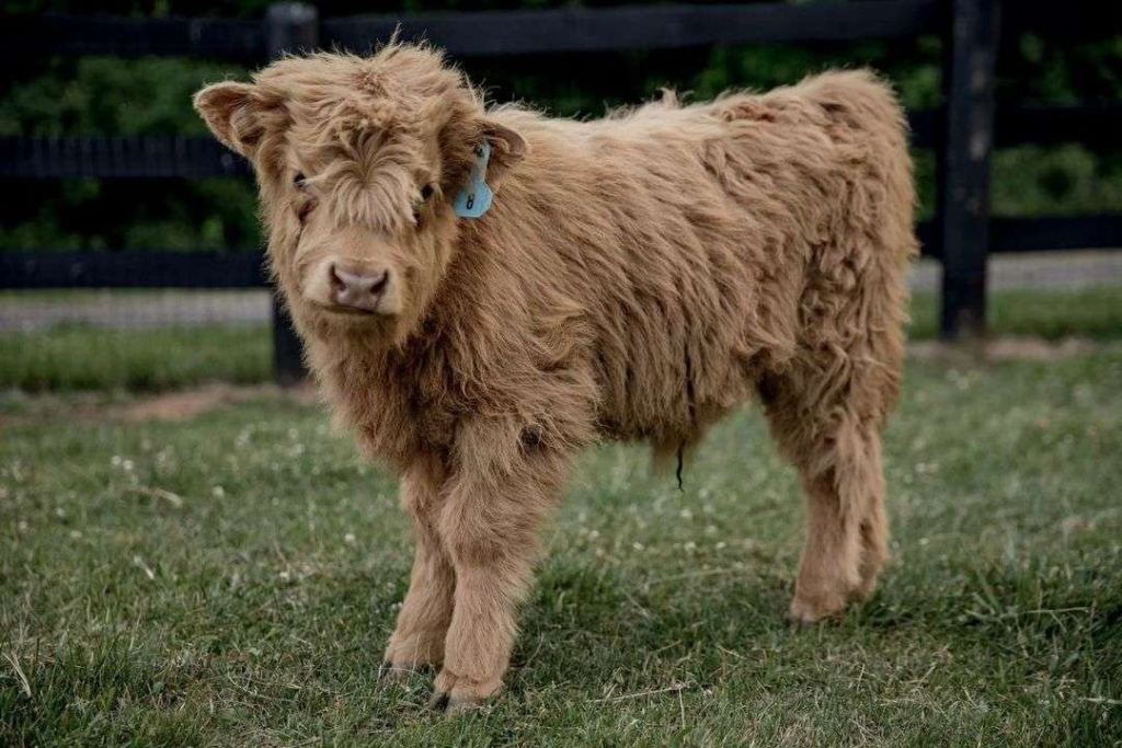 Caring for miniature cows