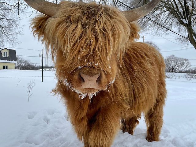 Mini highland cow care