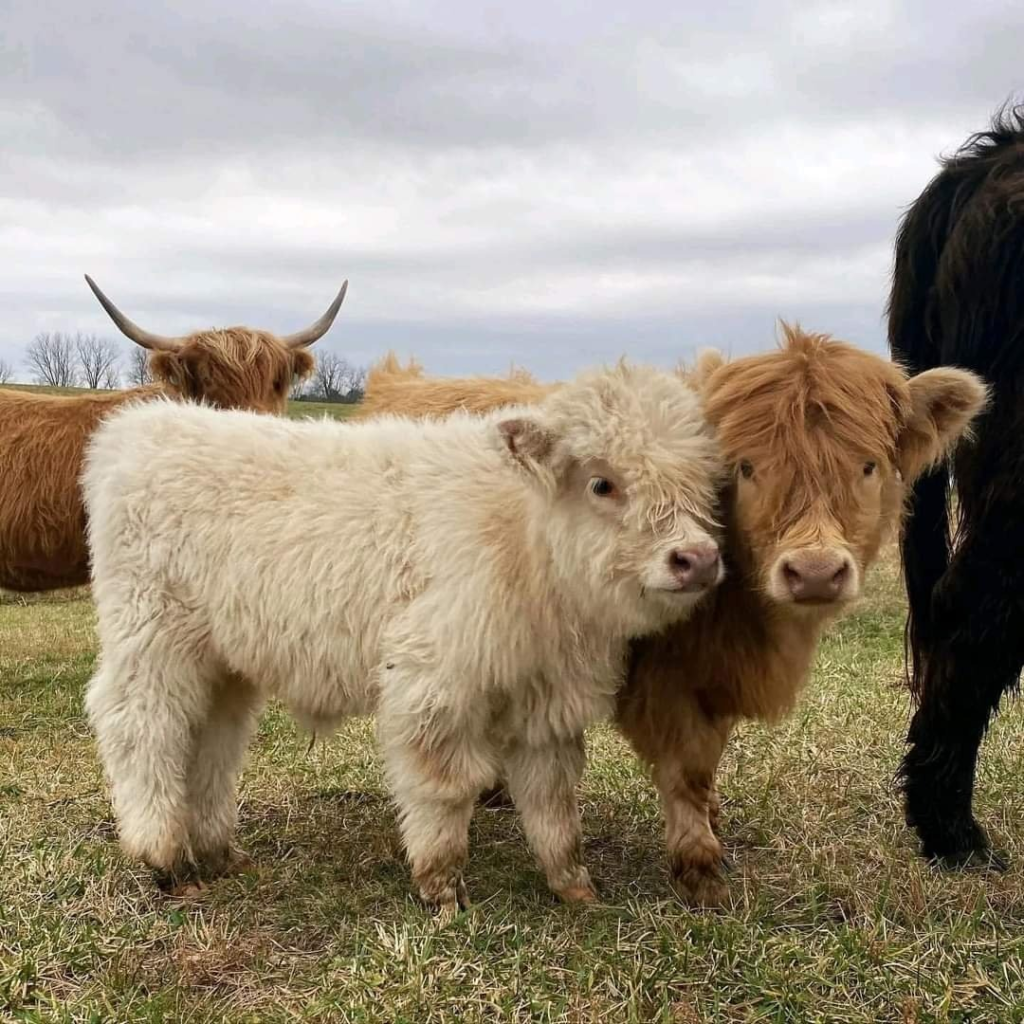 Miniature Cow Advantages