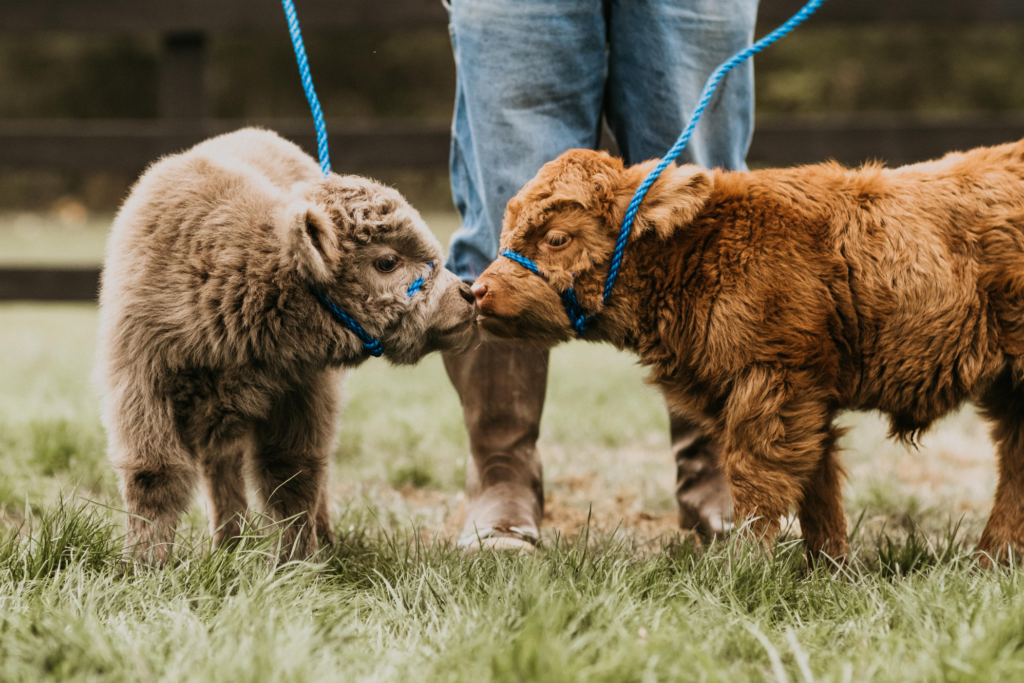 What are mini highland cow uses?