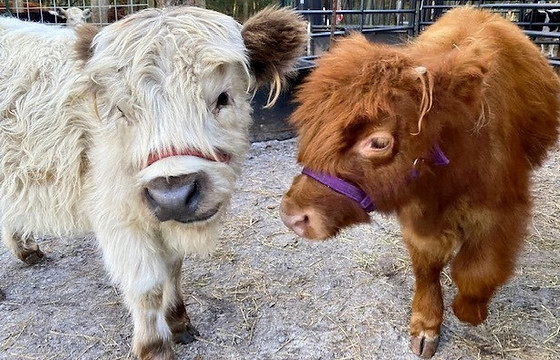 Mini Cow Breeding
