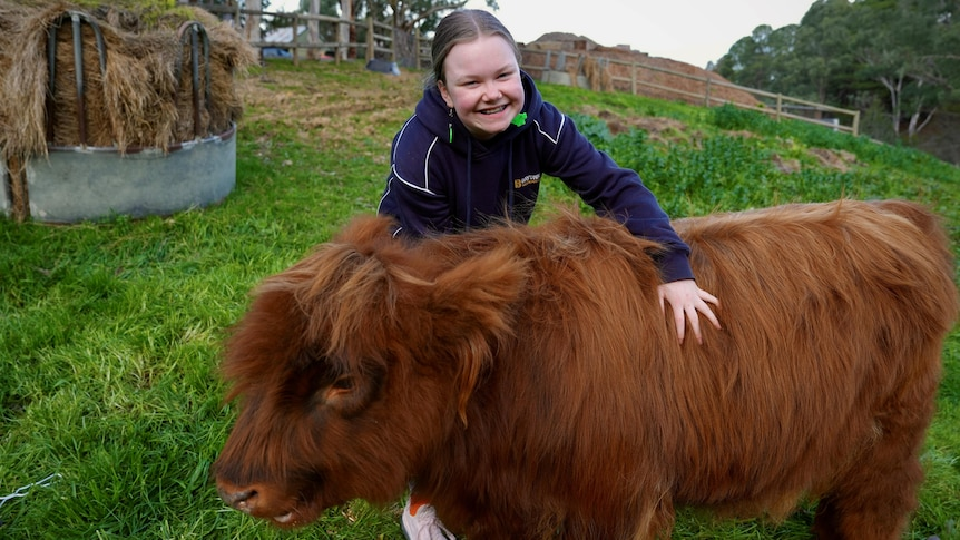 mini highland cow for sale