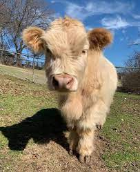 How Much Are Mini Cows
