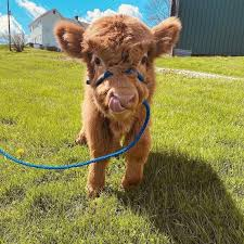 How Much Are Mini Cows