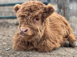Feeding mini highland cows