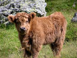 Feeding mini highland cows