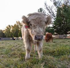 Mini Cow Diet